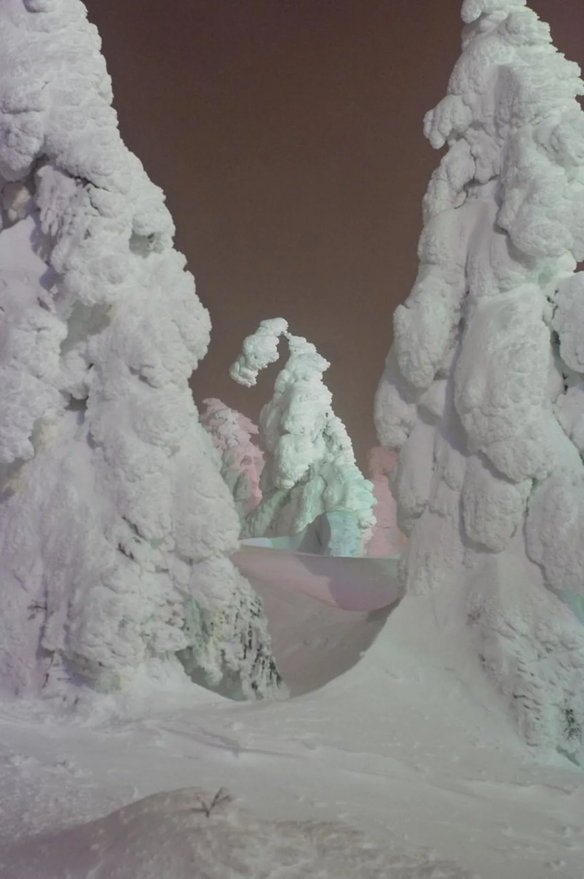 Juhyo (Snow Monsters) Visitor Guide: Plan Your Trip to Zao
