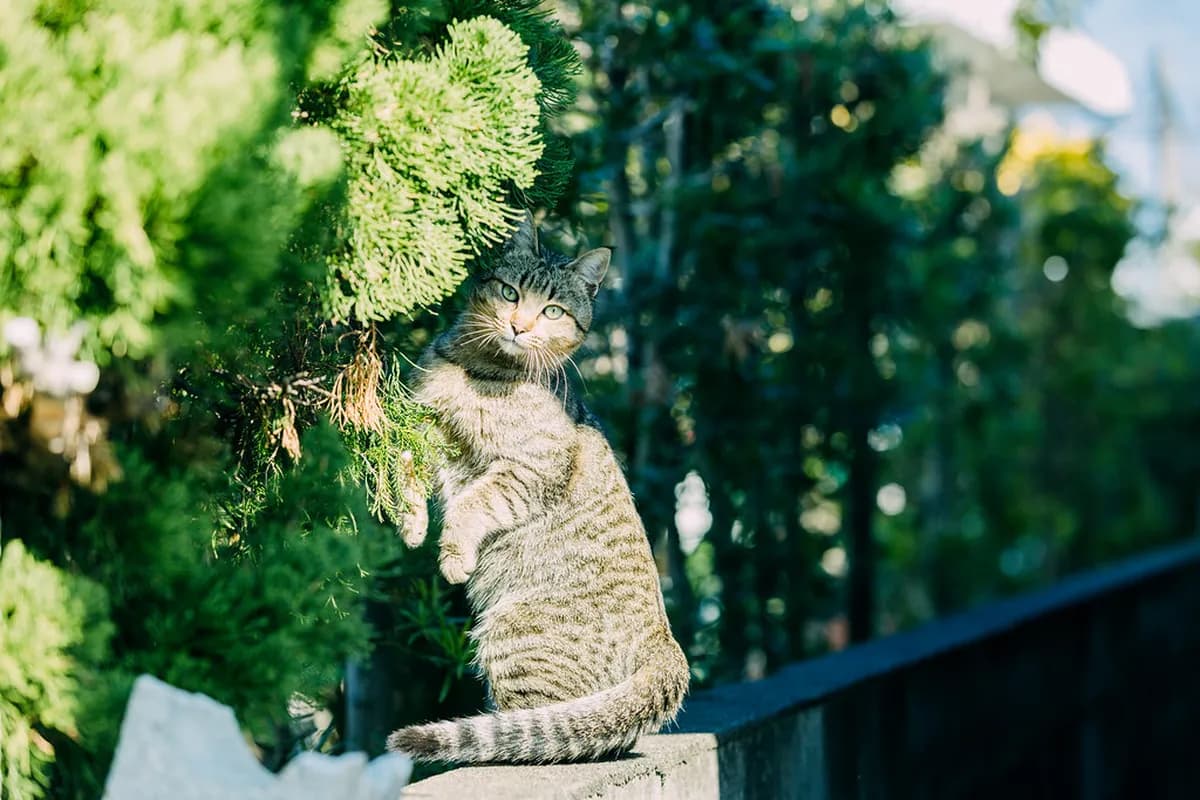 Kagoshima 3 Day Itinerary: 8 Essential Planning Steps