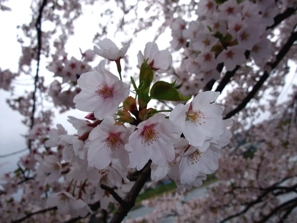 Kakunodate Cherry Blossoms Travel Guide: Best Time, Spots & Tips
