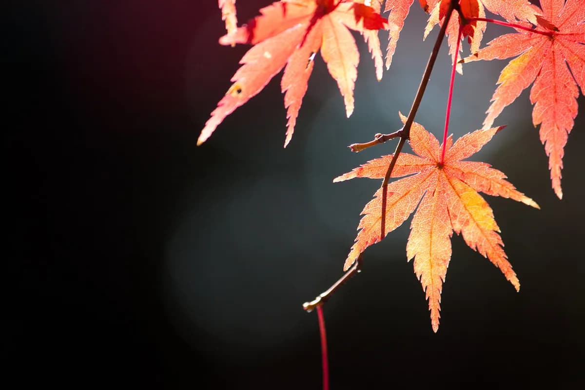 Kamakura Autumn Leaves Guide: 10 Best Spots & Tips