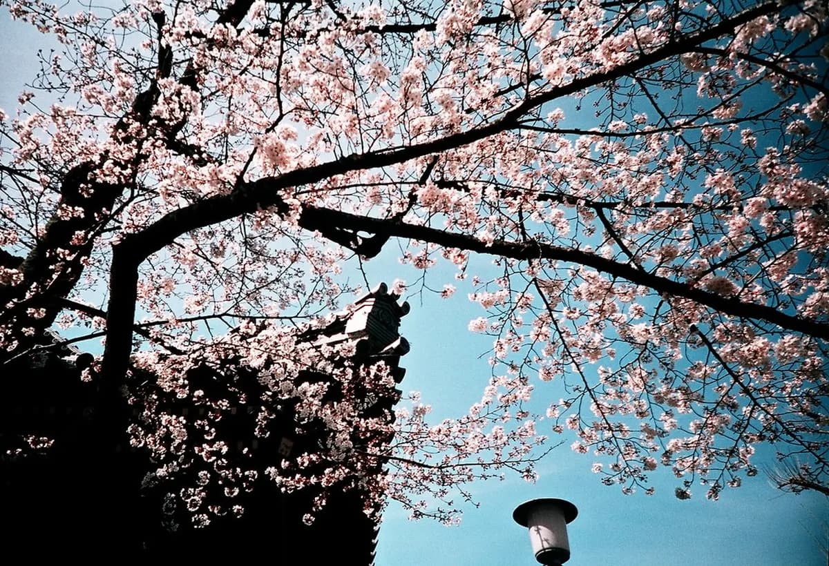 Kamakura Cherry Blossom Season Guide: Best Spots & Timing