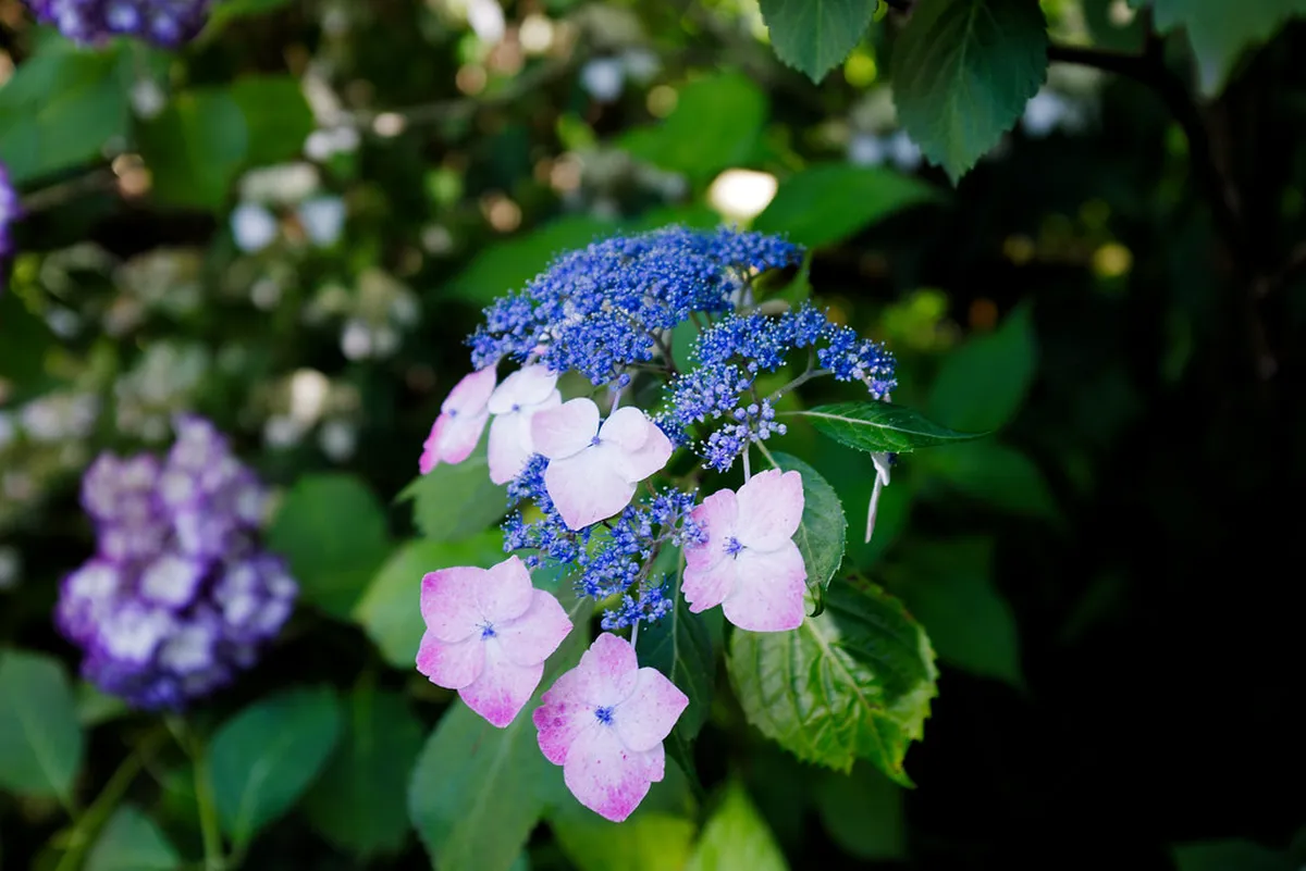 Kamakura Hydrangea Season Guide: 10 Essential Tips & Spots