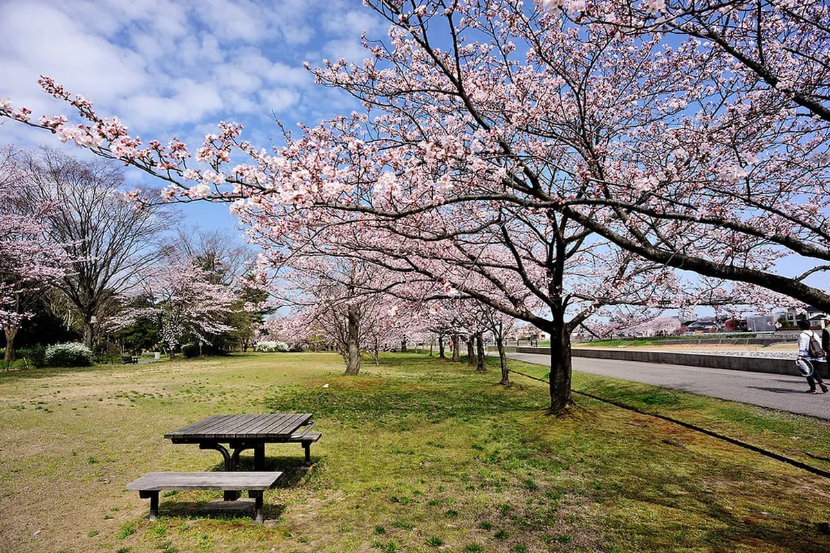 Kanazawa Cherry Blossom Guide: 8 Essential Tips & Spots