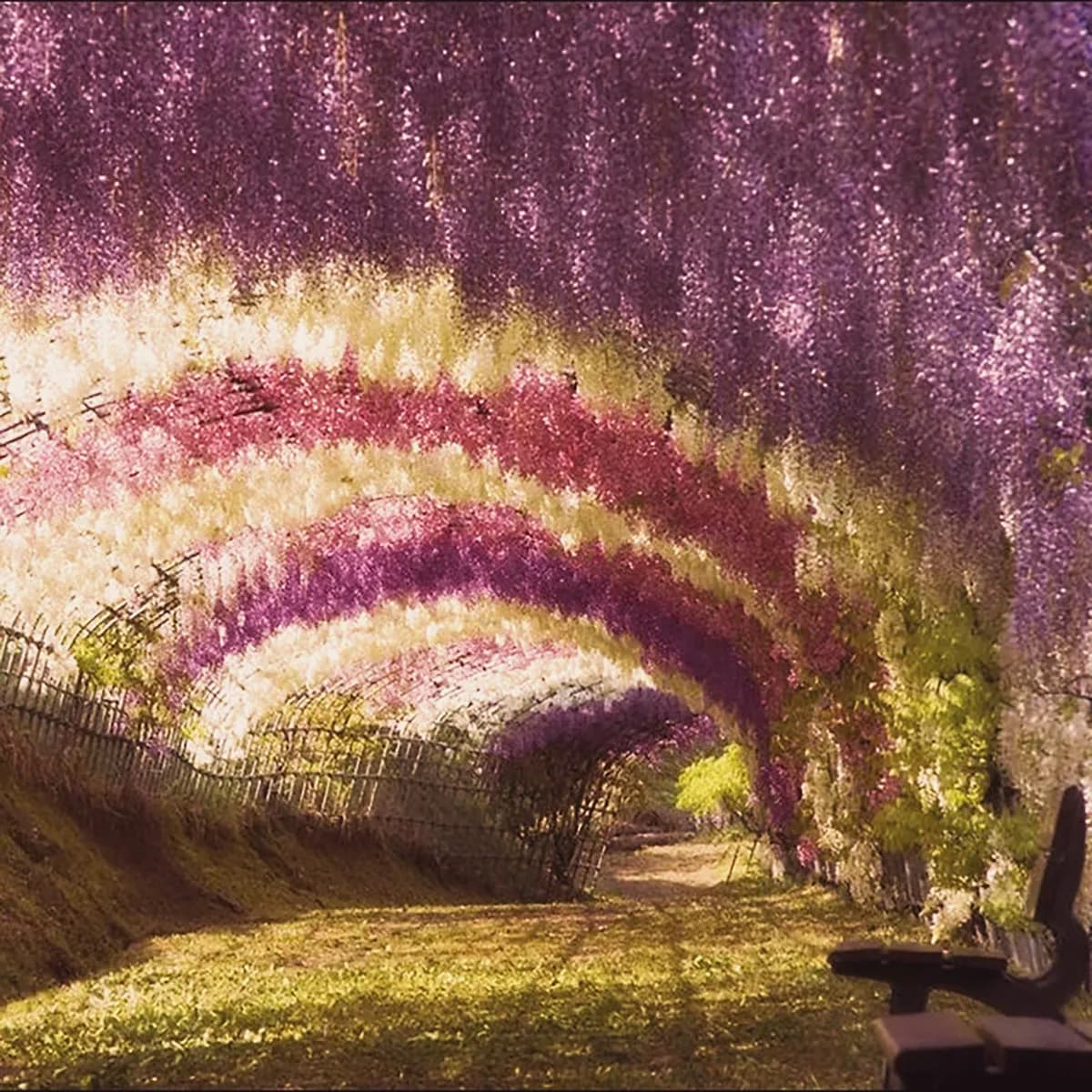 Kawachi Fuji Garden Wisteria Tunnel Day Trip From Fukuoka Guide