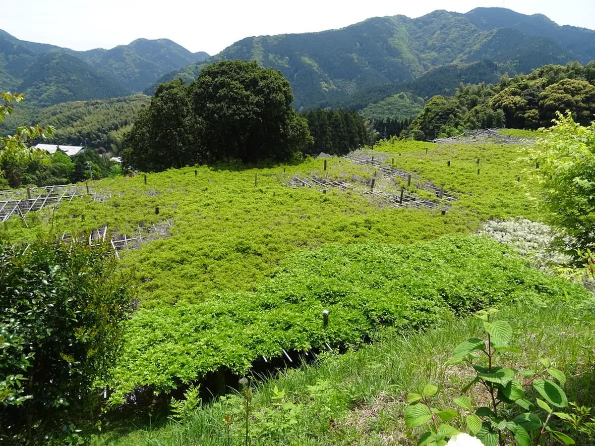 Kawachi Wisteria Garden Visitor Guide: Plan Your Trip to Japan's Wisteria Tunnels