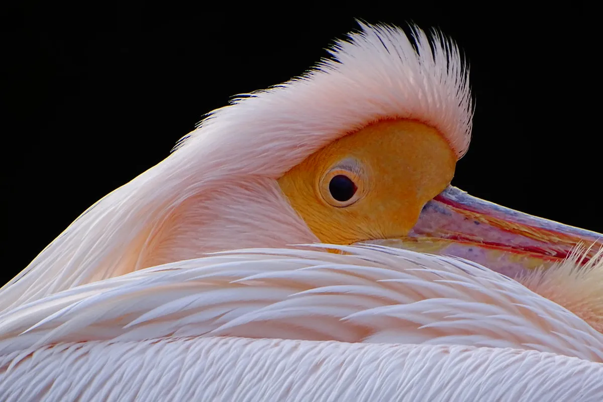 Kobe Animal Kingdom Visitor Guide: 8 Essential Tips