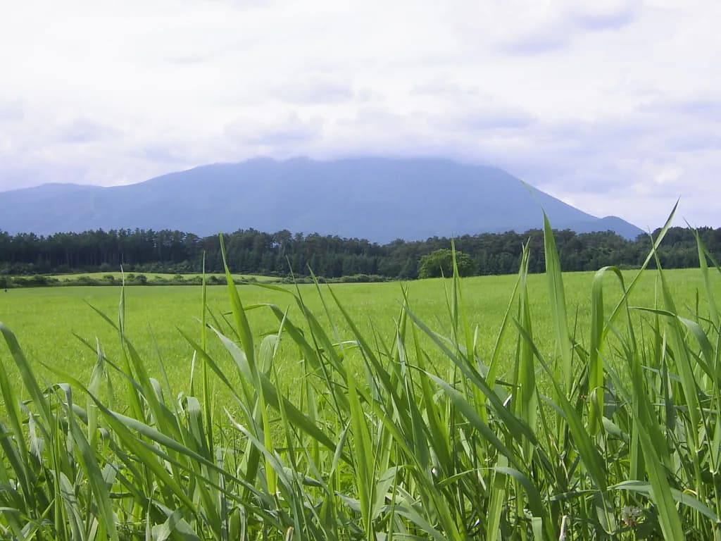 Koiwai Farm Visitor Guide: 10 Essential Tips & Attractions