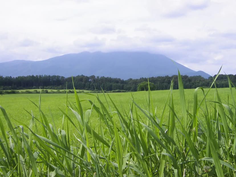 Koiwai Farm Visitor Guide: 10 Essential Tips & Attractions