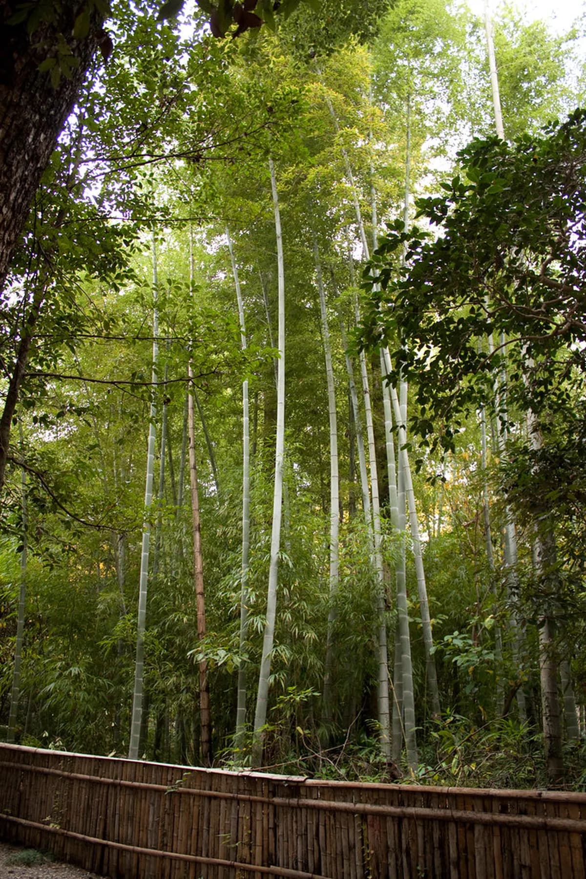 12 Kumamoto Hidden Gems Locals Recommend (2026 Guide)