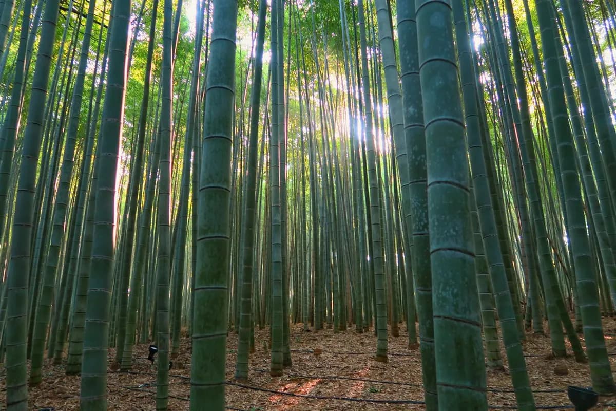 2 Days in Kyoto Itinerary: The Ultimate 48-Hour Guide
