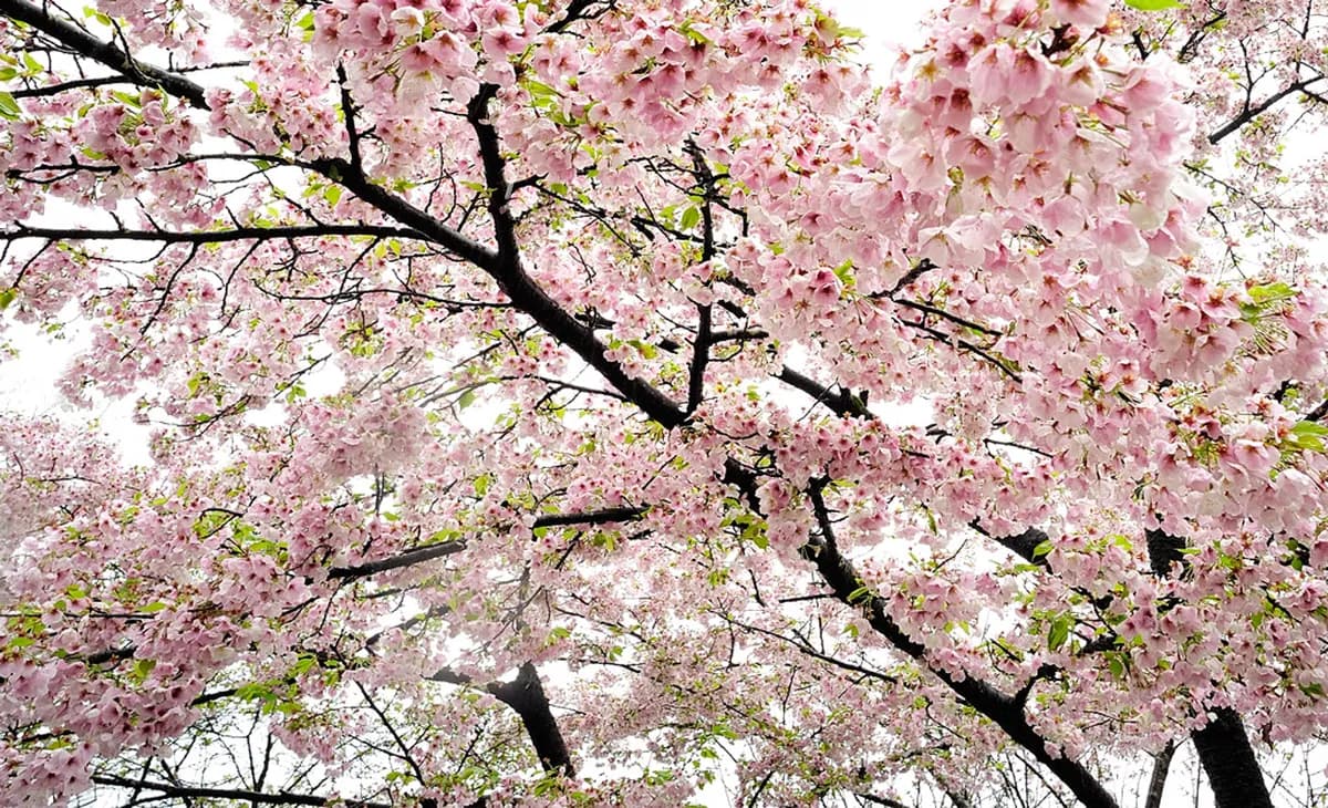 11 Best Places and Tips for Kyoto Cherry Blossoms (2026)
