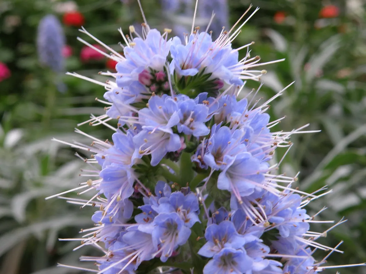 Matsue Vogel Park Visitor Guide: Tickets, Birds, and Flowers
