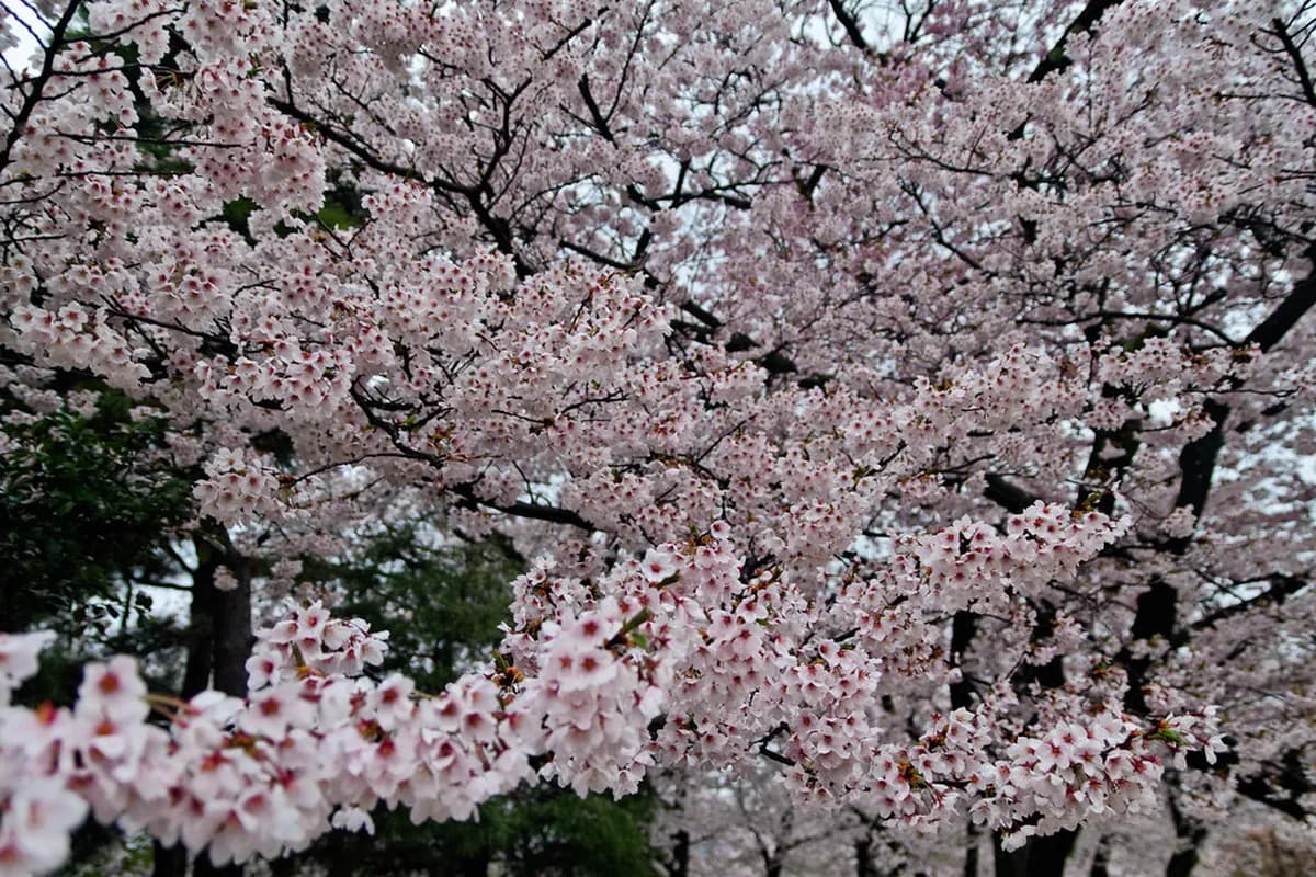 12 Best Spots for Matsumoto Cherry Blossoms (2026 Guide)