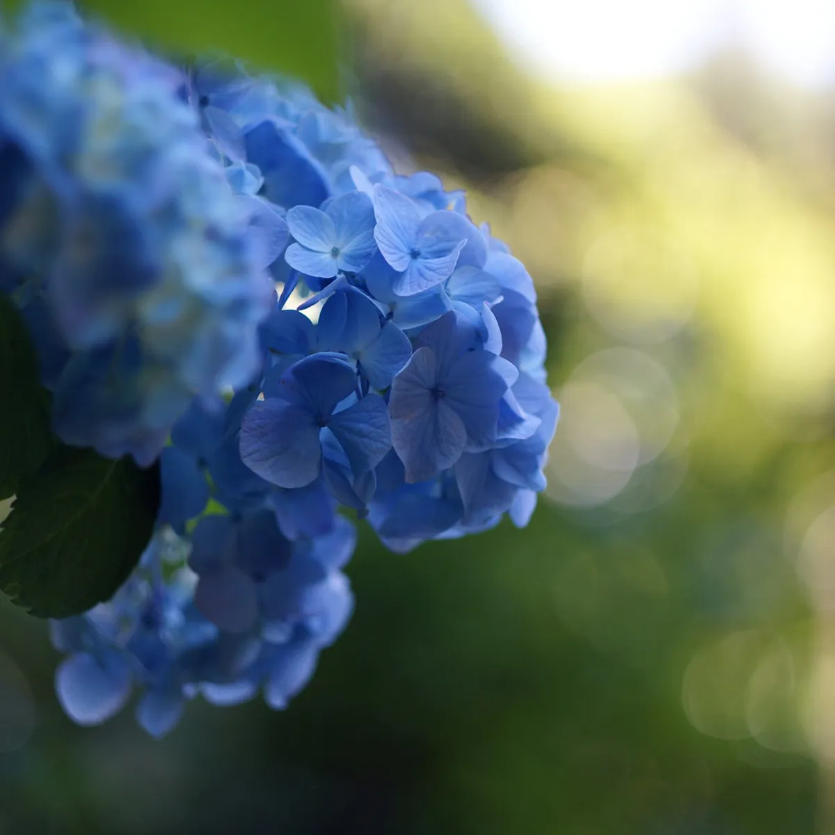 Meigetsu-in (Hydrangea Temple) Visitor Guide: 8 Essential Tips