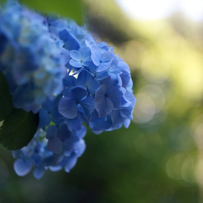 Meigetsu-in (Hydrangea Temple) Visitor Guide: 8 Essential Tips