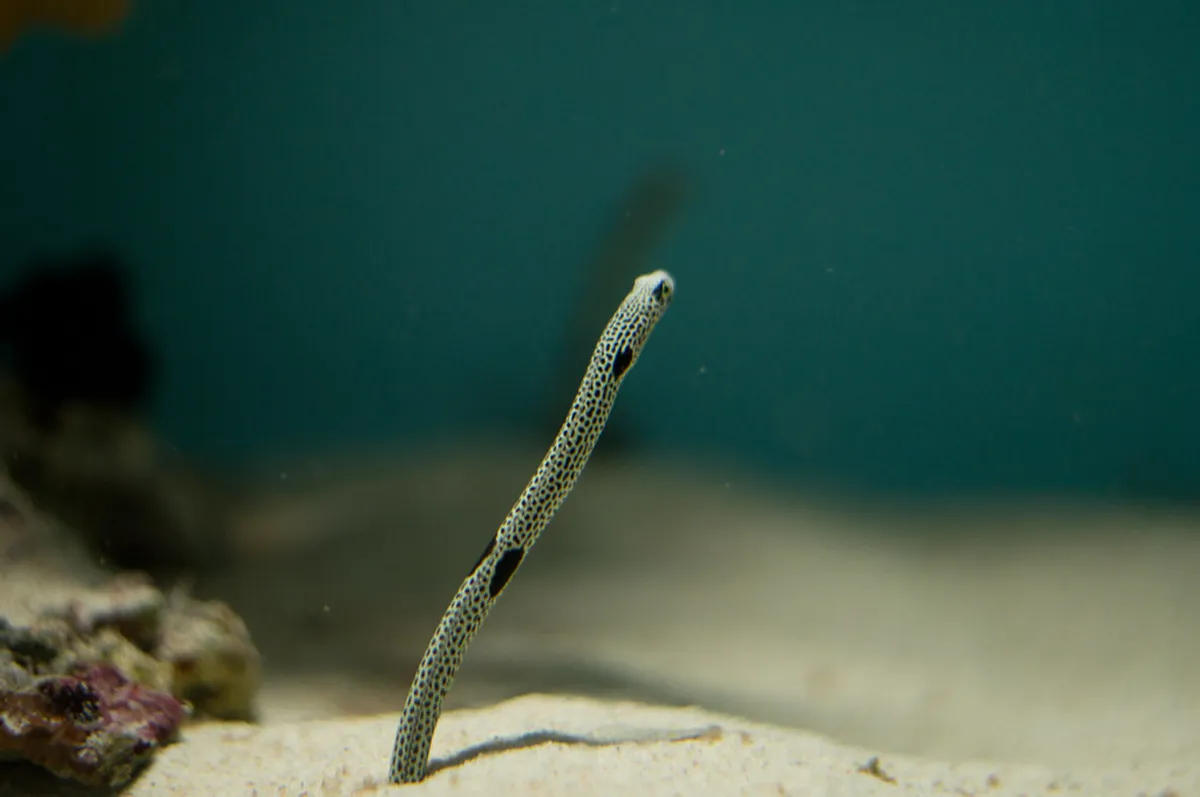 Miyajima Aquarium Visitor Guide Travel Guide