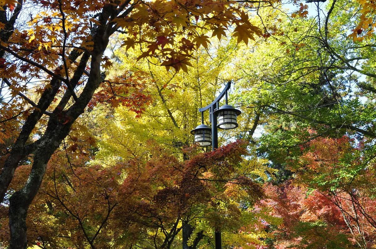 Miyajima Autumn Foliage Momijidani Park Guide Travel Guide