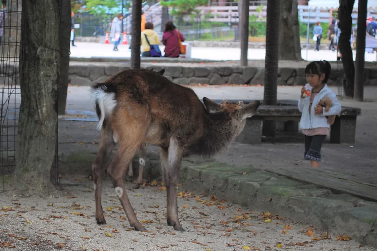 Miyajima Day Trip From Hiroshima: 10 Essential Tips