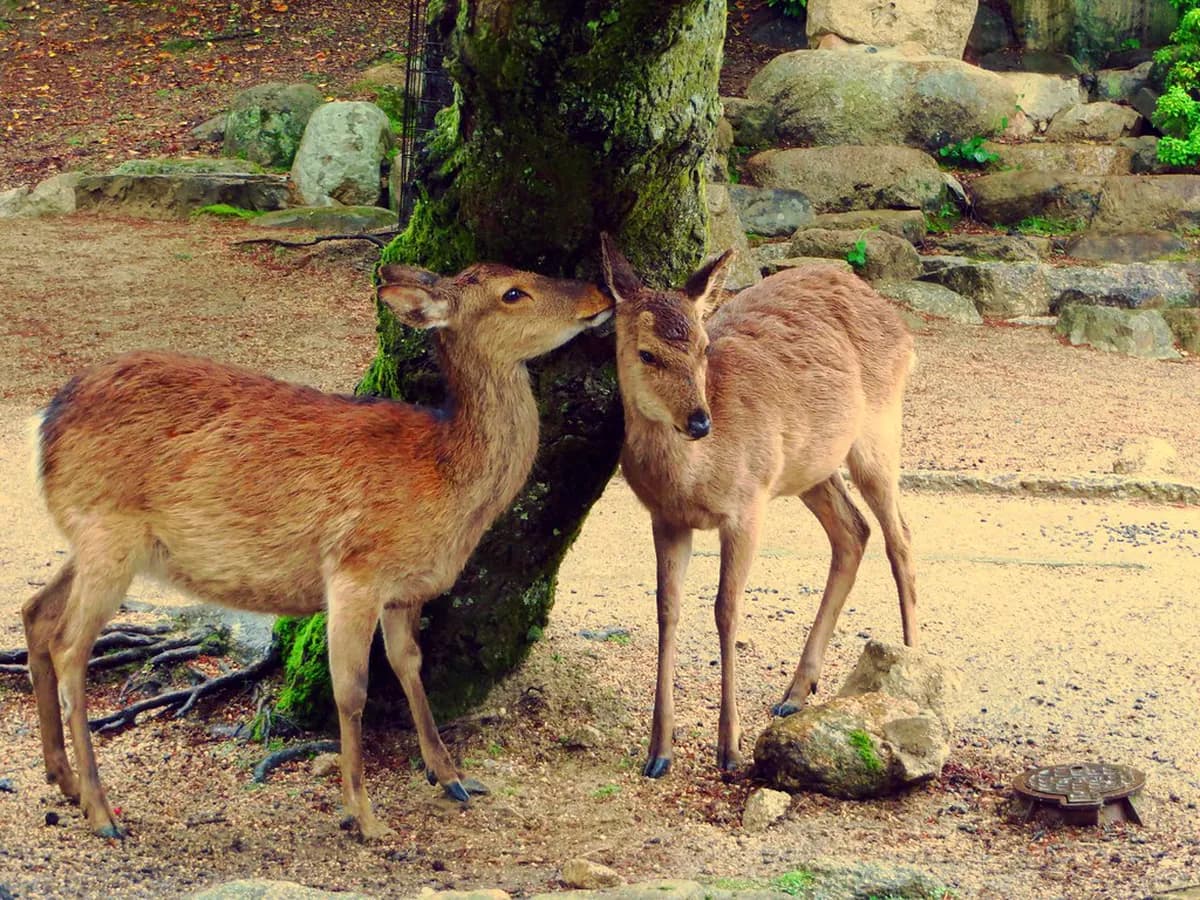 Miyajima Deer Guide Feeding Rules And Safety Travel Guide