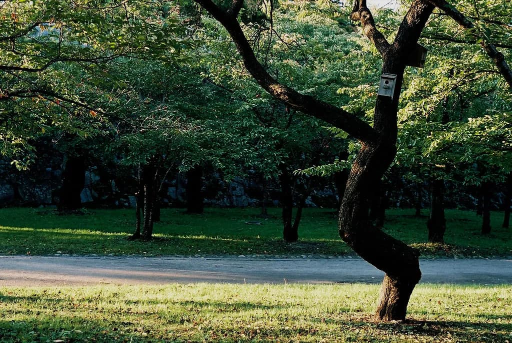 Morioka Castle Ruins Park: 7 Essential Tips for Your Visit