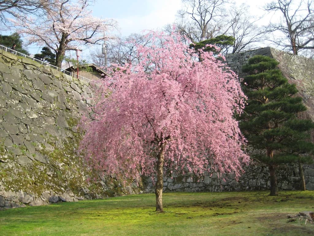 Morioka Cherry Blossoms: Best Spots and 2026 Viewing Guide