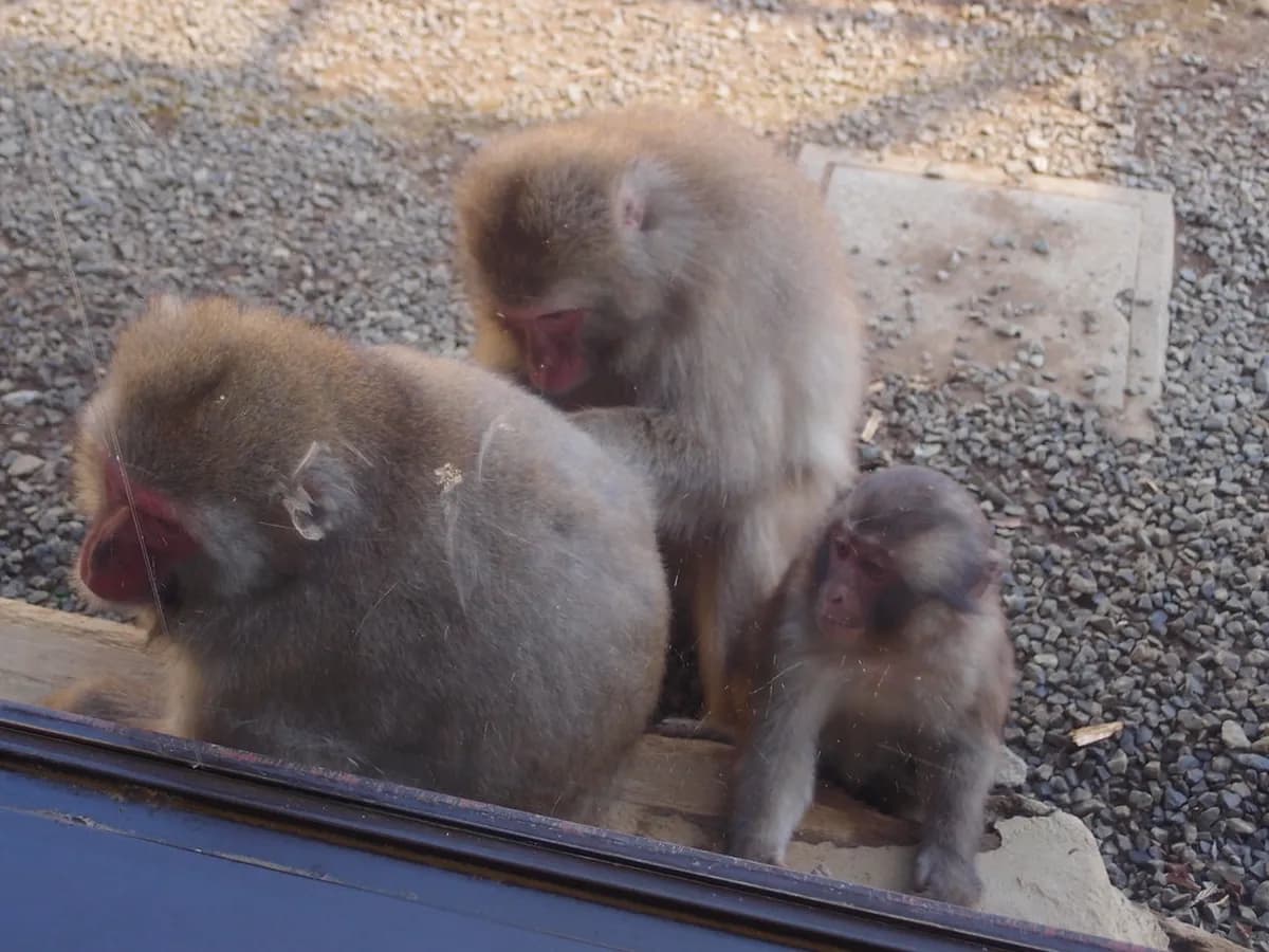 Mount Takao Monkey Park Travel Guide