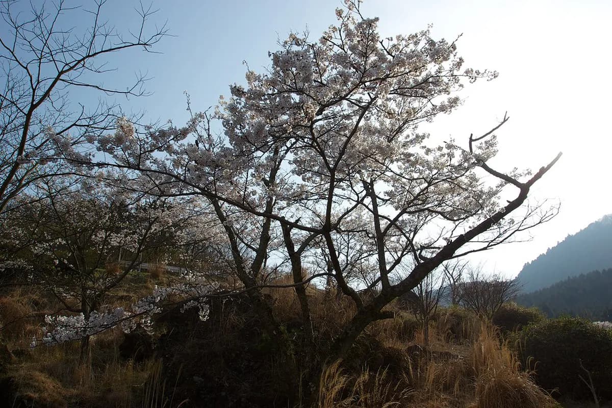 Mt Tsurumi Hiking Trail Route: A 1-Day Beppu Guide