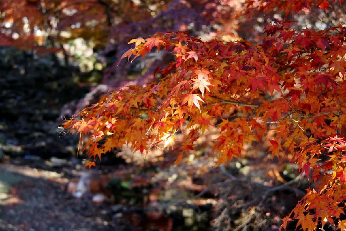 Nara Autumn Foliage Guide: Best Spots, Timing, and Tips