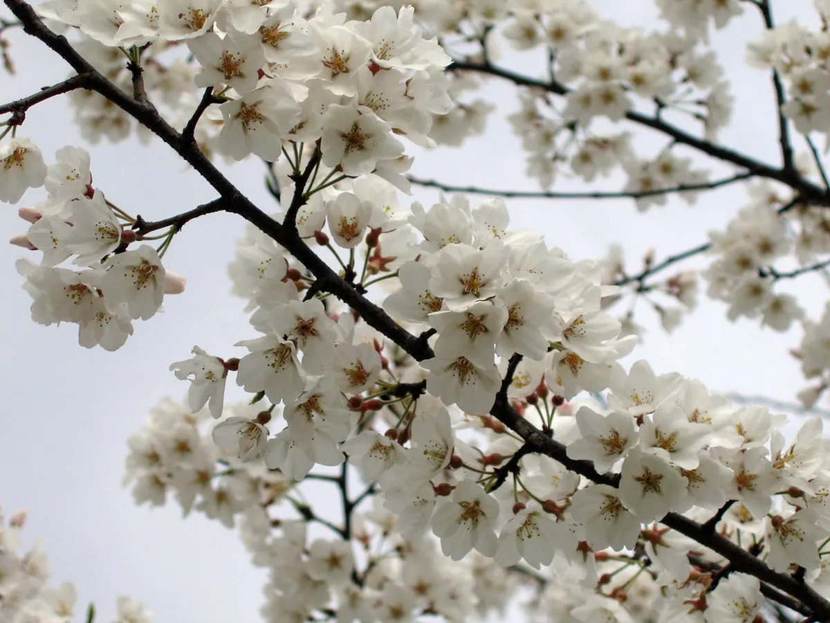 Nara Cherry Blossom Guide: 10 Essential Tips & Spots