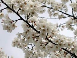 Nara Cherry Blossom Guide: 10 Essential Tips & Spots