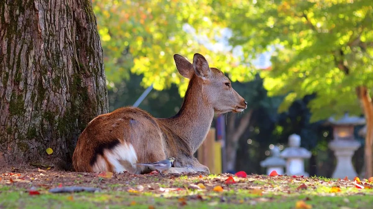 Nara Deer Park Guide Travel Guide