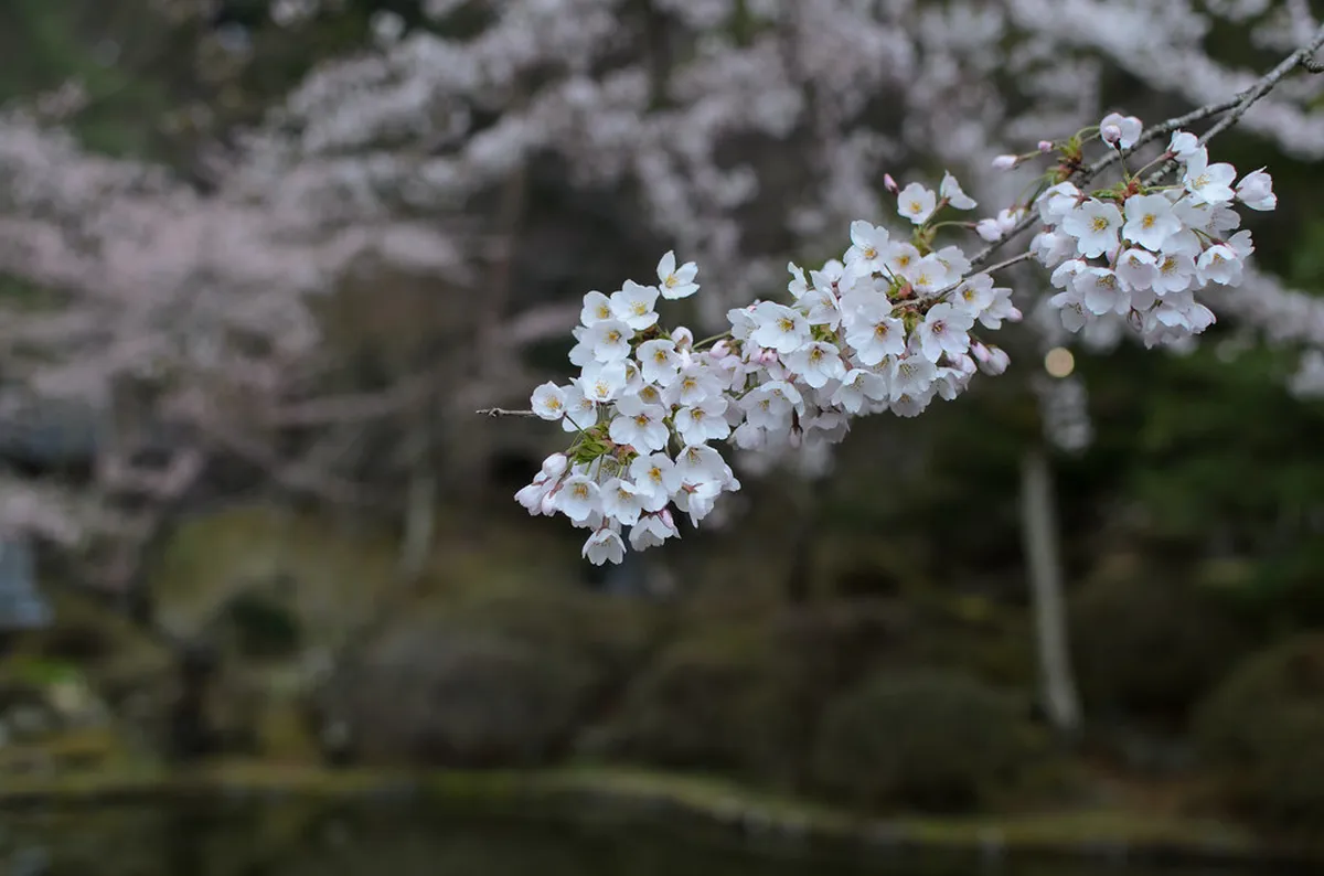 Nikko Cherry Blossoms Travel Guide