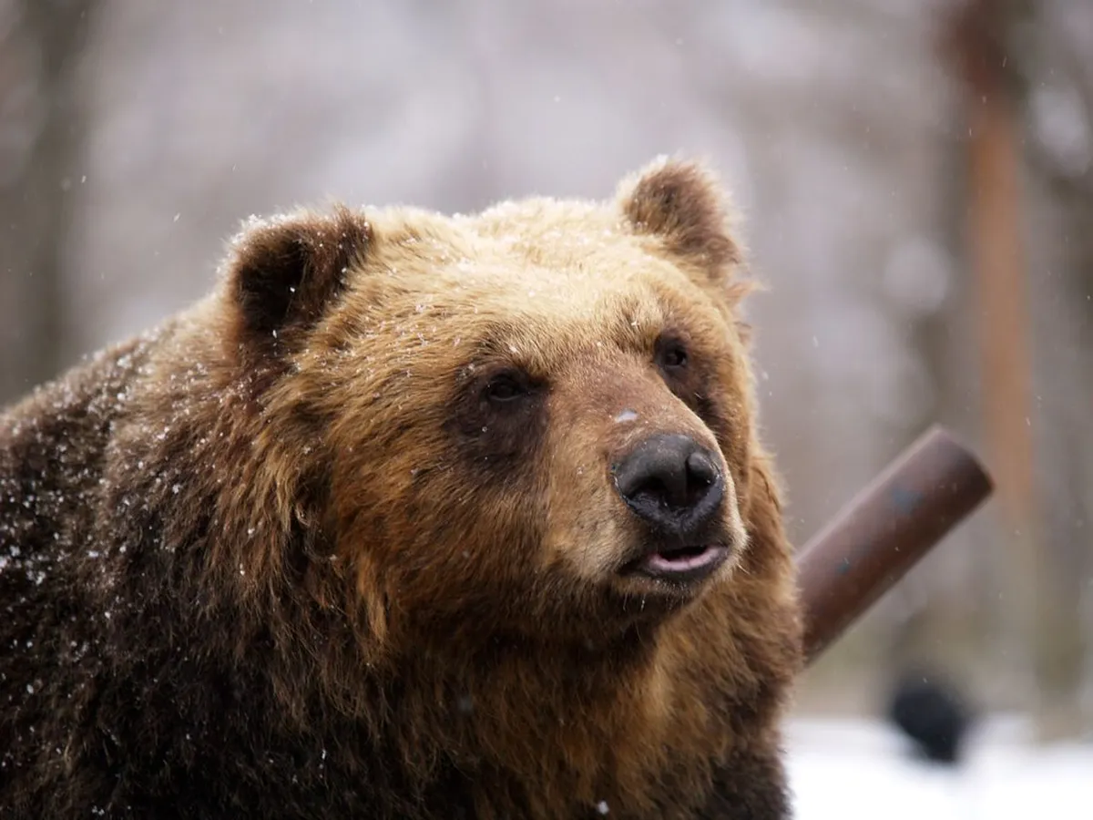 Noboribetsu Bear Park Visitor Guide: 10 Things to Know Before You Go