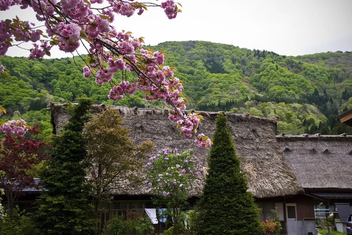 Ogimachi Village Visitor Guide: 10 Essential Planning Tips