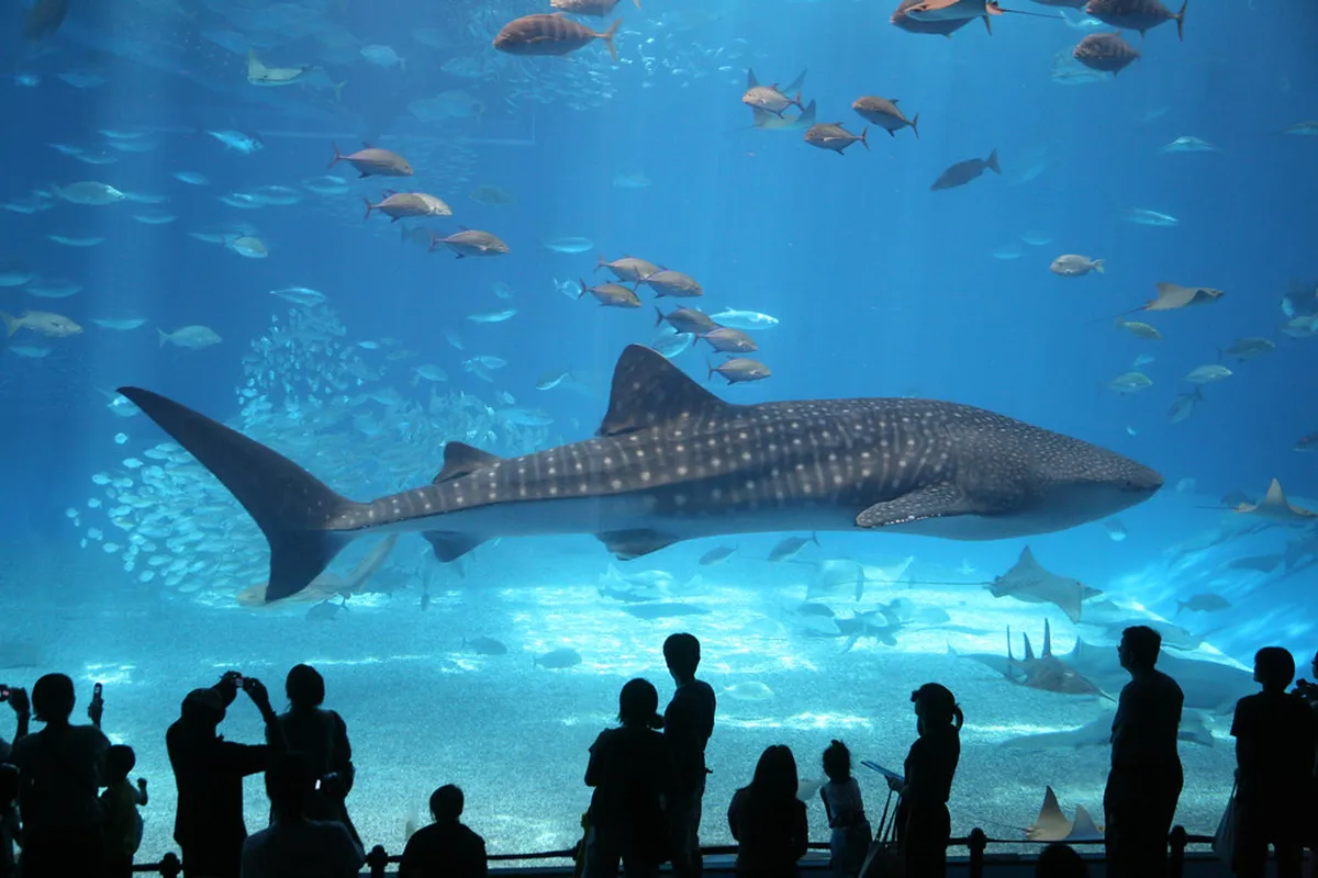 Okinawa Attractions: Things to Do in Okinawa (2026 Guide)