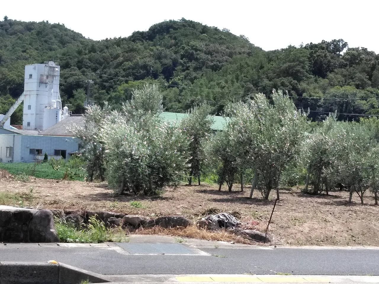 6 Best Restaurants to Eat Olive Wagyu Beef in Takamatsu