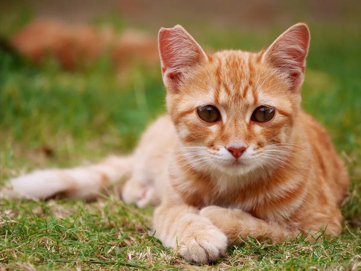 10 Essential Stops for an Onomichi Day Trip: Cat Alley and Temple Walk