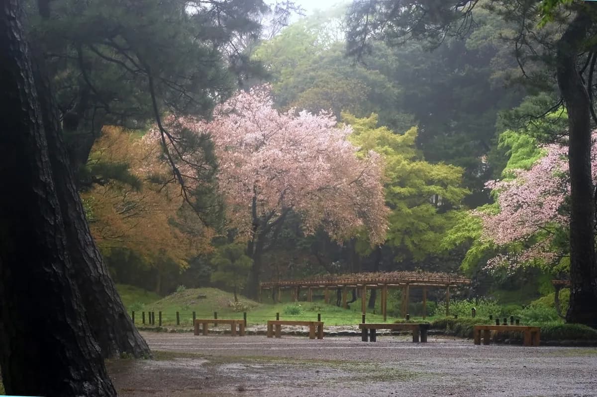 Roppongi Visitor Guide: 10 Essential Sections for Your Trip