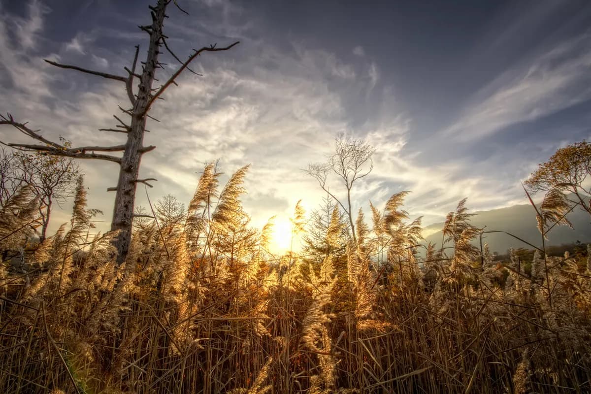 Senjogahara Marshland Visitor Guide Travel Guide