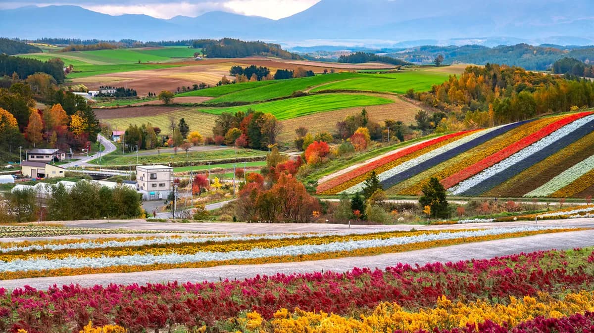 Shikisai-no-oka Visitor Guide: 7 Things to Know Before You Go