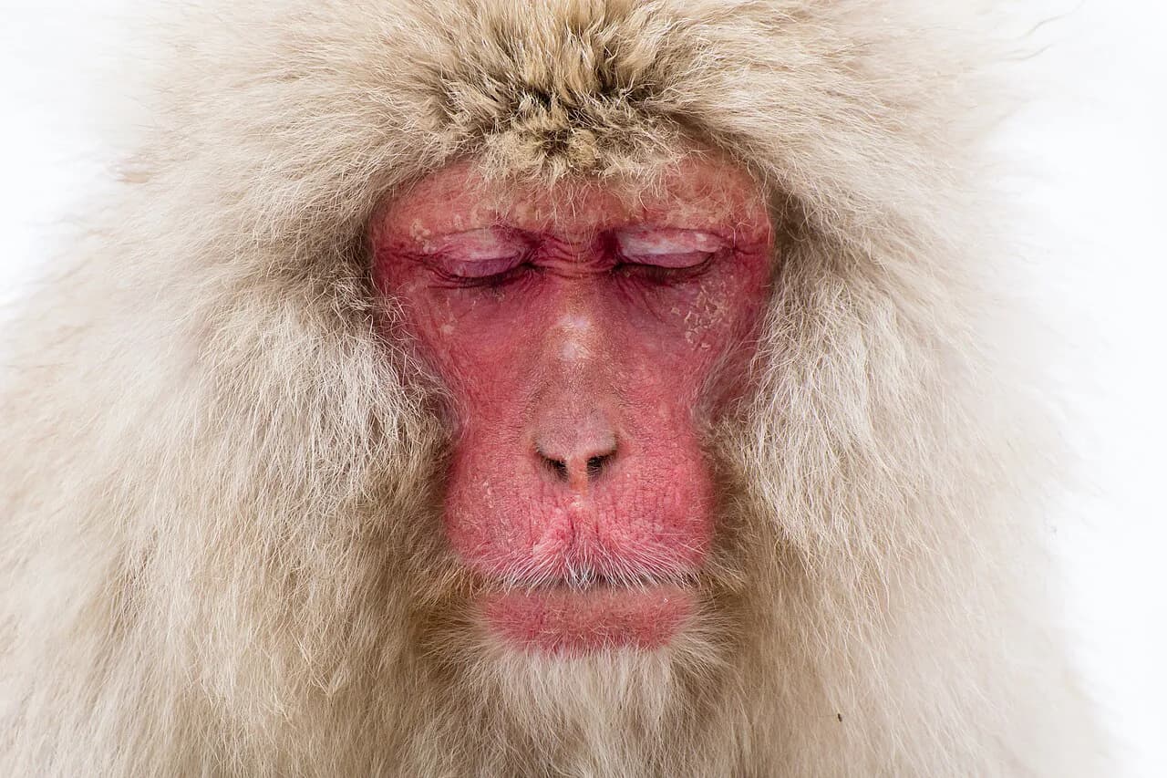 Snow Monkey Park Japan: The Complete Guide to Jigokudani