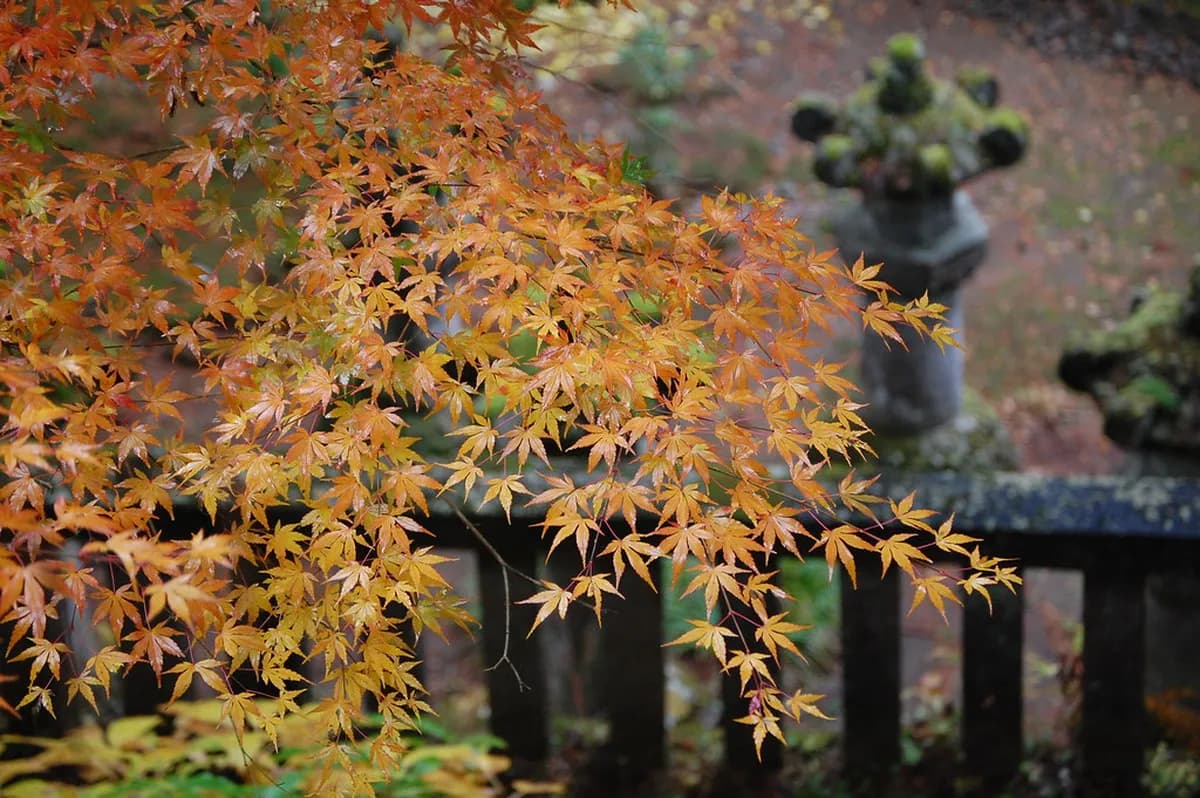 Taiyuin (taiyuin-byo Mausoleum) Visitor Guide Travel Guide
