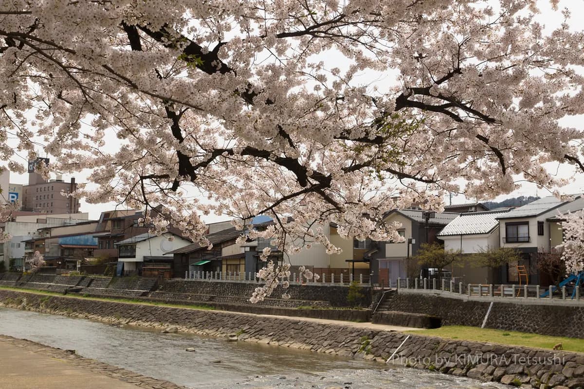 Takayama Cherry Blossom Spring Guide: Best Spots & Timing