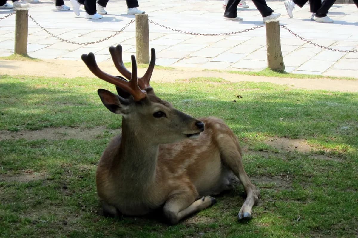 Todai-ji Temple Visitor Guide Travel Guide