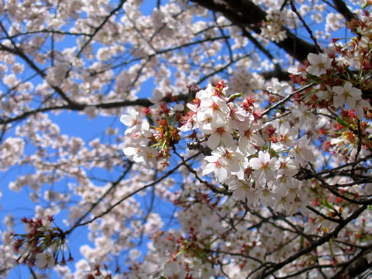 11 Best Spots and Timing Tips for Tokyo Cherry Blossoms 2026