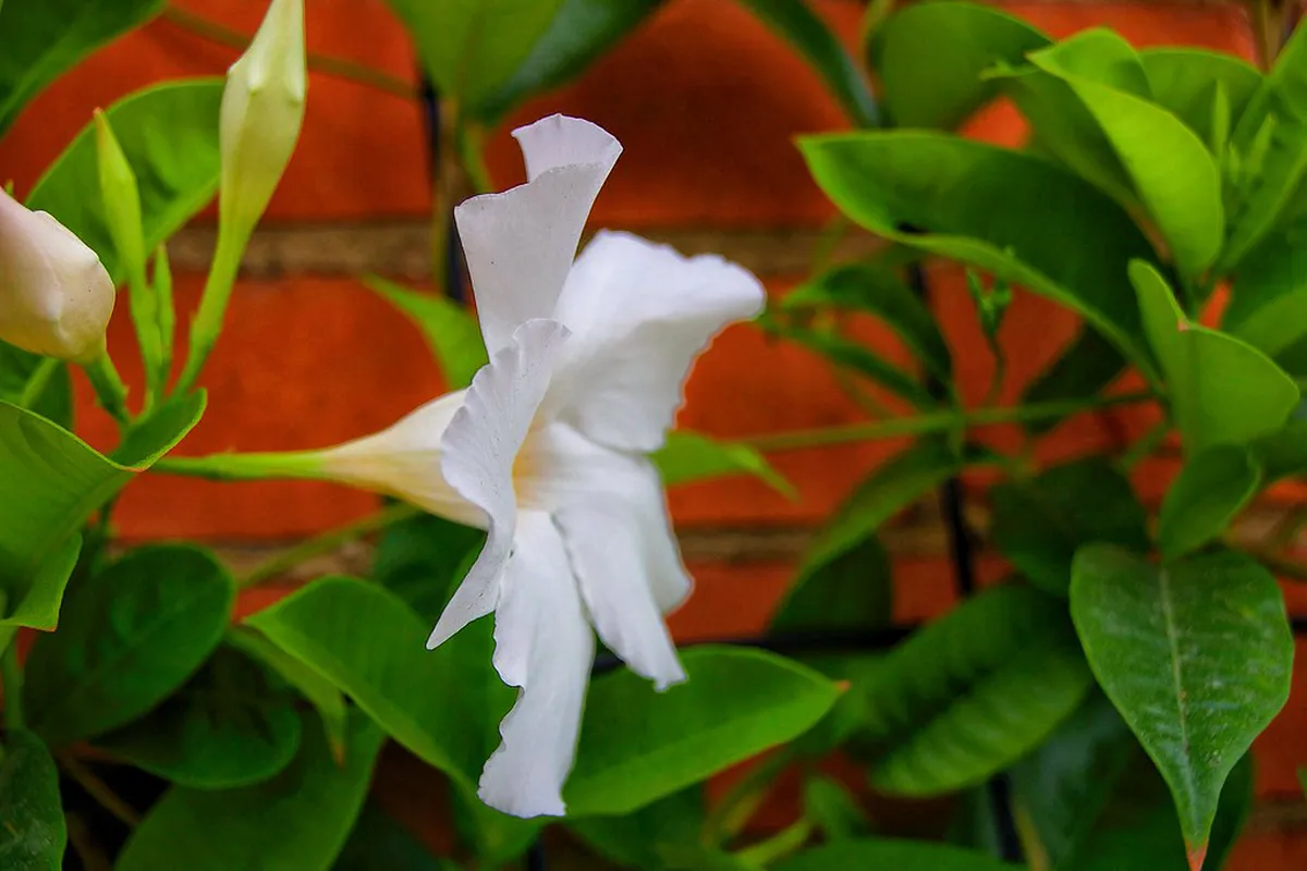 13 Essential Stops for a Kanazawa Historical Tour