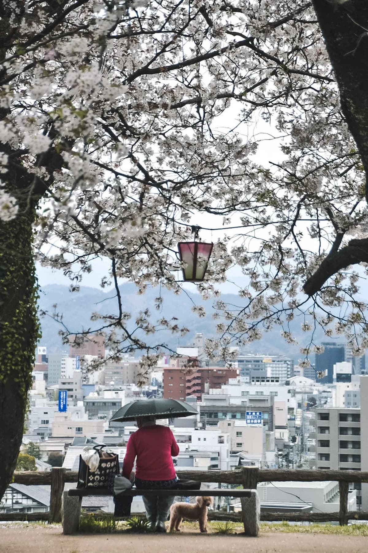 Tottori Castle Ruins Visitor Guide: History, Access & 2026 Updates