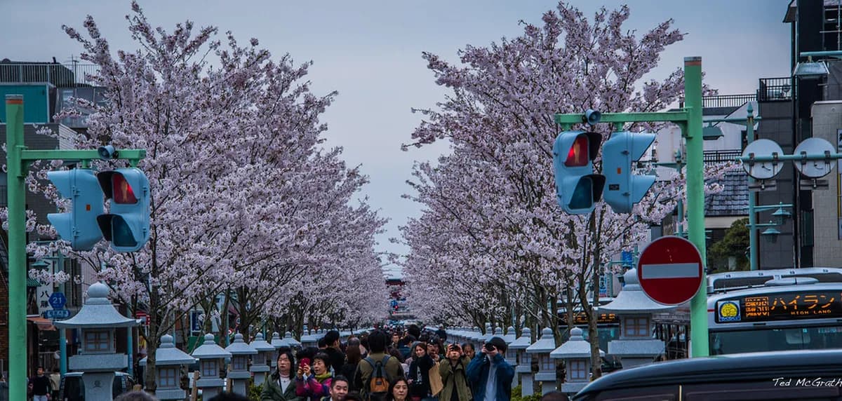 Tsurugaoka Hachimangu Shrine Visitor Guide Travel Guide