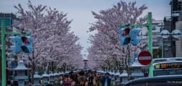 Tsurugaoka Hachimangu Shrine Visitor Guide Travel Guide