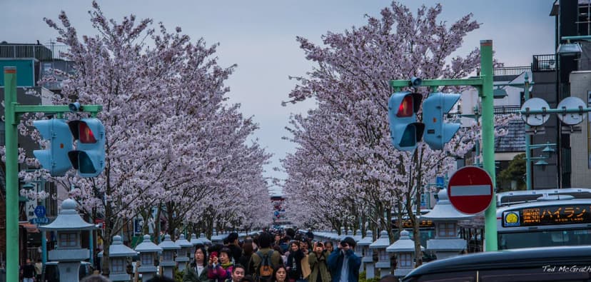Tsurugaoka Hachimangu Shrine Visitor Guide Travel Guide